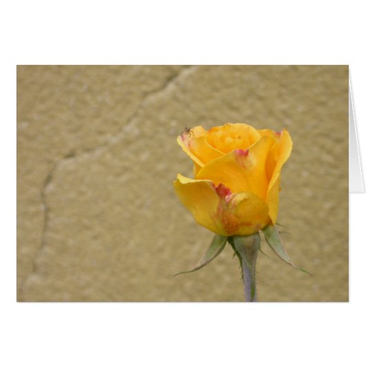 Gele Roos Knop (Voorkant Horizontaal)