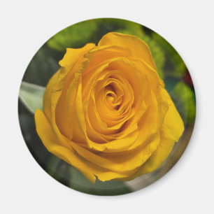 Gele Roos Magneet