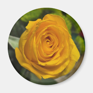 Gele Roos Magneet