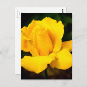 Gele roos - Na de regen Briefkaart (Voorkant / Achterkant)