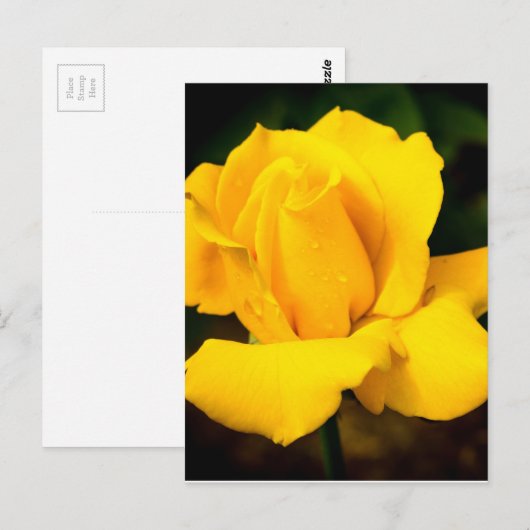Gele roos - Na de regen Briefkaart (Voorkant / Achterkant)