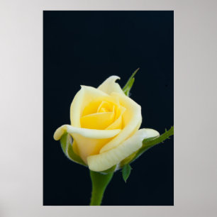Gele roos op de zwarte achtergrond poster