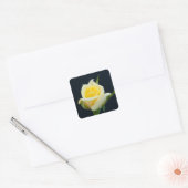Gele roos op de zwarte achtergrond vierkante sticker (Envelop)