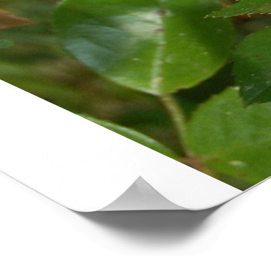 gele roos poster (Hoek)