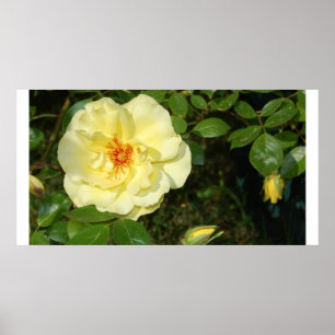gele roos poster