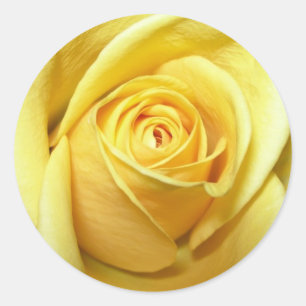 gele roos sticker