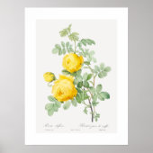 Gele Roos van Zwavel  Art Poster (Voorkant)