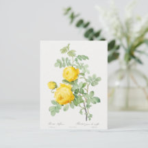  Gele Roos van Zwavel Briefkaart