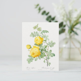 Gele Roos van Zwavel Briefkaart