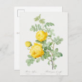  Gele Roos van Zwavel Briefkaart (Voorkant / Achterkant)