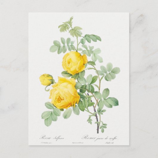  Gele Roos van Zwavel Briefkaart (Voorkant)