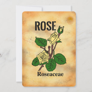 Gele roos verouderde papierstijl lijnkunst Plat ka