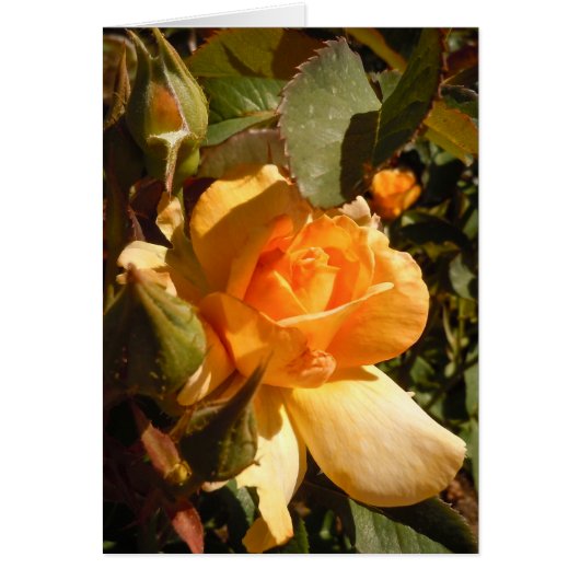 Gele Rose (Voorkant)