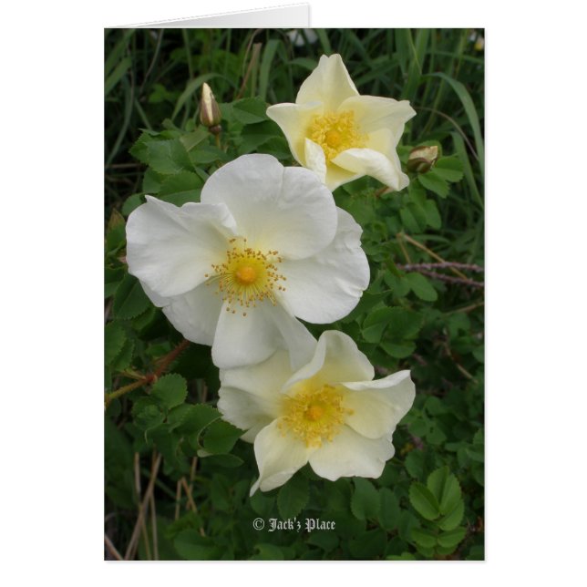 Gele Rose (Voorkant)