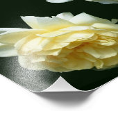 Gele Rose Bloem Paar 8x10 Foto Afdruk (Hoek)