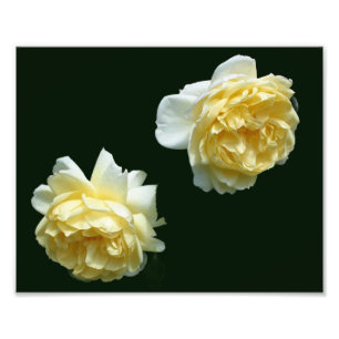 Gele Rose Bloem Paar 8x10 Foto Afdruk