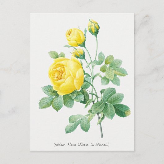  Gele Rose Botanische illustratie Briefkaart (Voorkant)