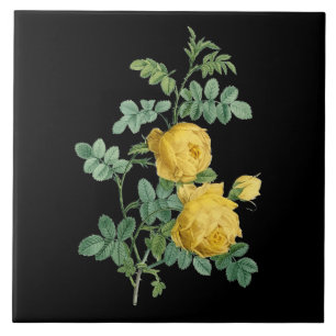 Gele Rose  botanische illustratie Tegeltje