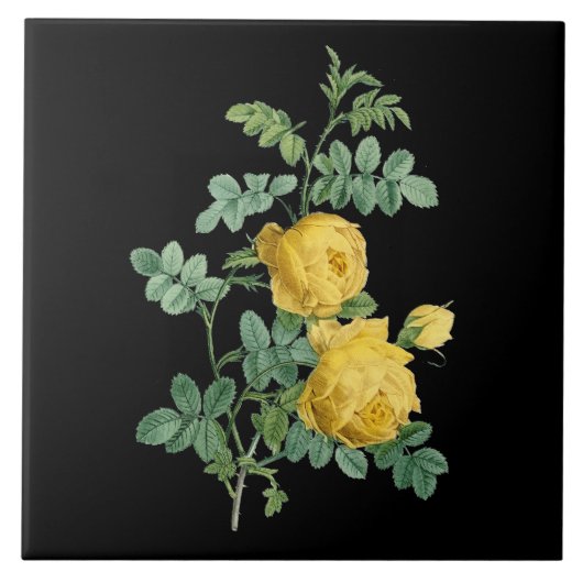 Gele Rose  botanische illustratie Tegeltje (Voorkant)