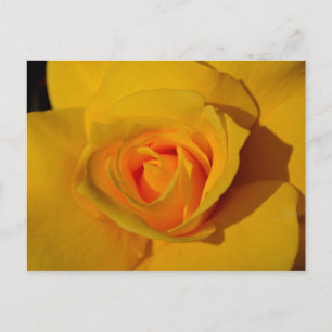 Gele Rose Briefkaart