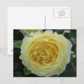 Gele Rose Briefkaart (Voorkant / Achterkant)
