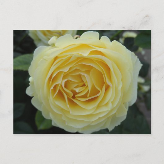Gele Rose Briefkaart (Voorkant)