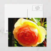 Gele Rose Briefkaart (Voorkant / Achterkant)