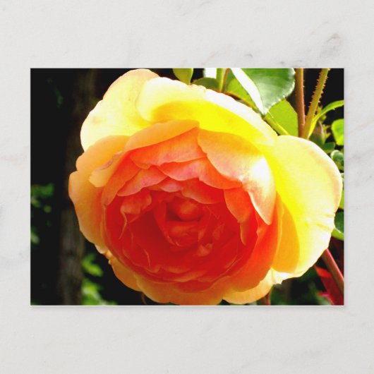 Gele Rose Briefkaart (Voorkant)