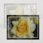 Gele Rose Briefkaart (Voorkant / Achterkant)