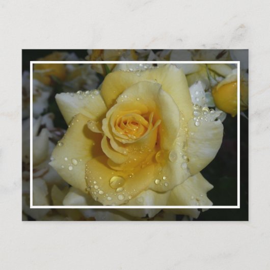 Gele Rose Briefkaart (Voorkant)