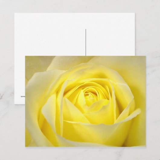 Gele Rose Briefkaart (Voorkant / Achterkant)