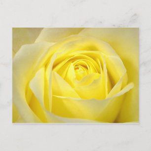 Gele Rose Briefkaart