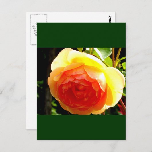 Gele Rose Briefkaart (Voorkant / Achterkant)