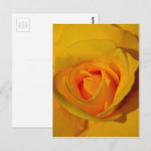 Gele Rose Briefkaart (Voorkant / Achterkant)