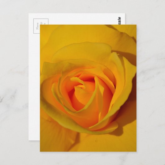 Gele Rose Briefkaart (Voorkant / Achterkant)