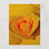 Gele Rose Briefkaart (Voorkant)