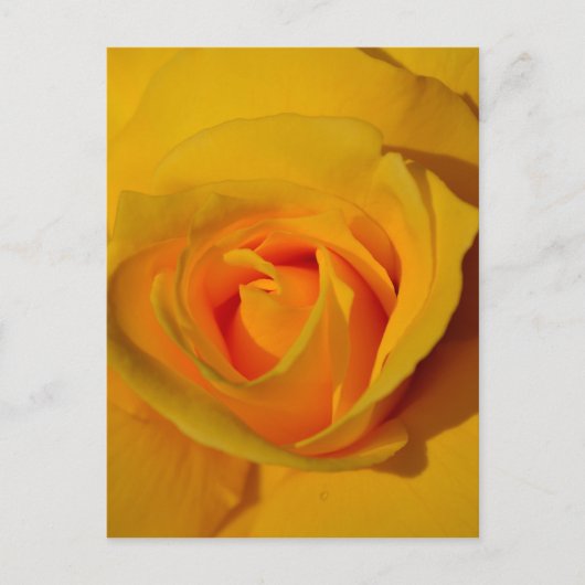 Gele Rose Briefkaart (Voorkant)