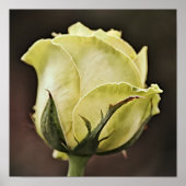 Gele Rose Bud Fotografische Art Print (Voorkant)
