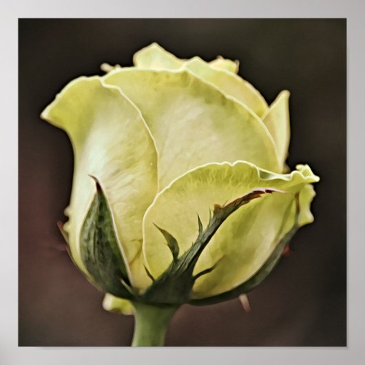 Gele Rose Bud Fotografische Art Print (Voorkant)