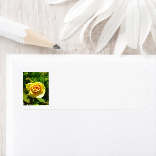 Gele Rose Etiket (Insitu)