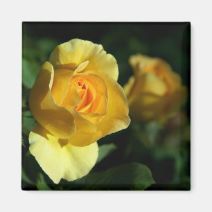 Gele Rose Floral Magneet