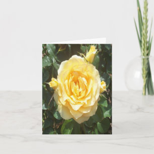 Gele Rose Foto gevouwen Note Kaart