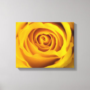 Gele Rose Fotodoek Print