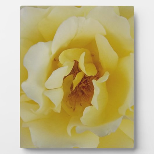 Gele Rose Fotoplaat (Voorkant)