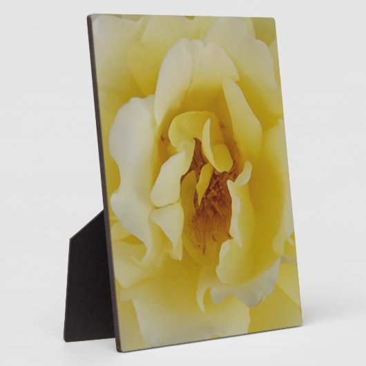 Gele Rose Fotoplaat (Zijkant)