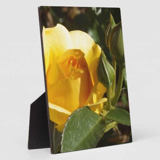 Gele Rose Fotoplaat (Zijkant)