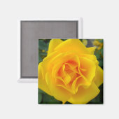 Gele Rose Magneet (Voorkant / Achterkant)