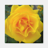 Gele Rose Magneet (Voorkant)