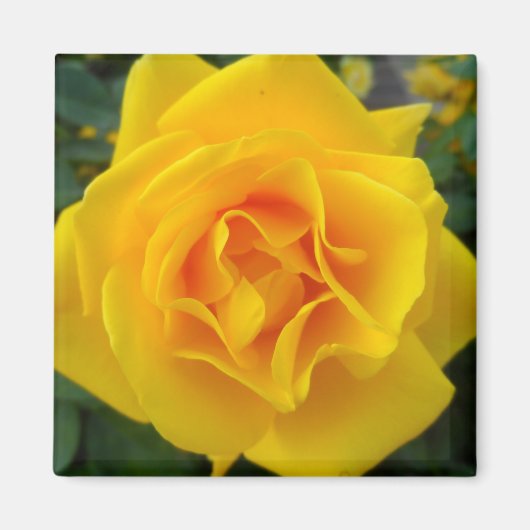 Gele Rose Magneet (Voorkant)