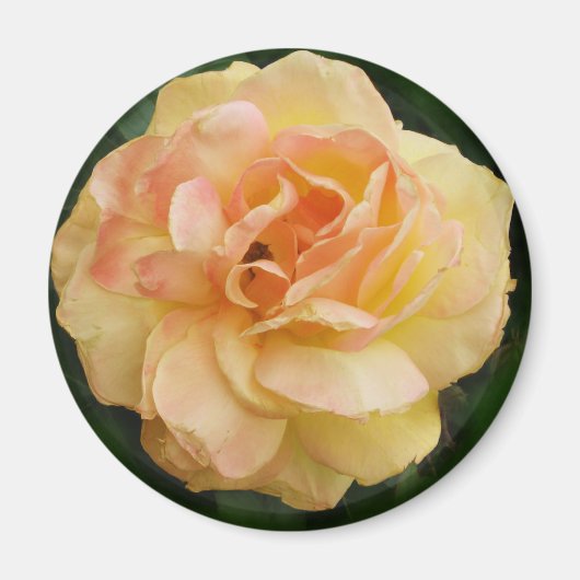 Gele Rose Magneet (Voorkant)